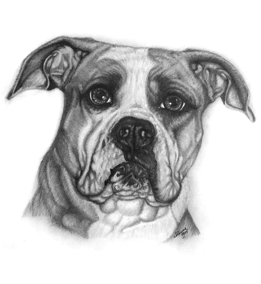 Pencil Dog Portrait 7