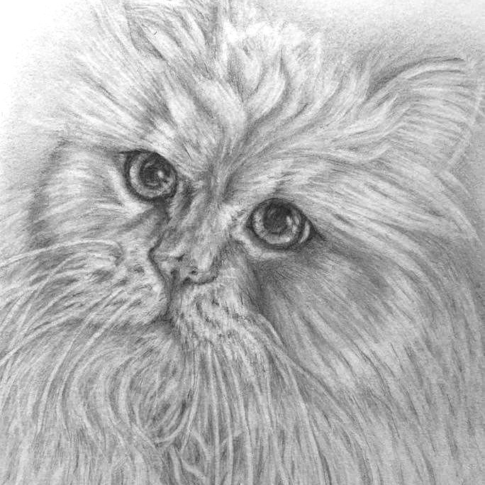 Pencil Cat Portrait 4