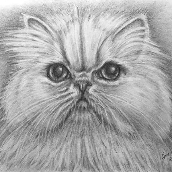 Pencil Cat Portrait 5