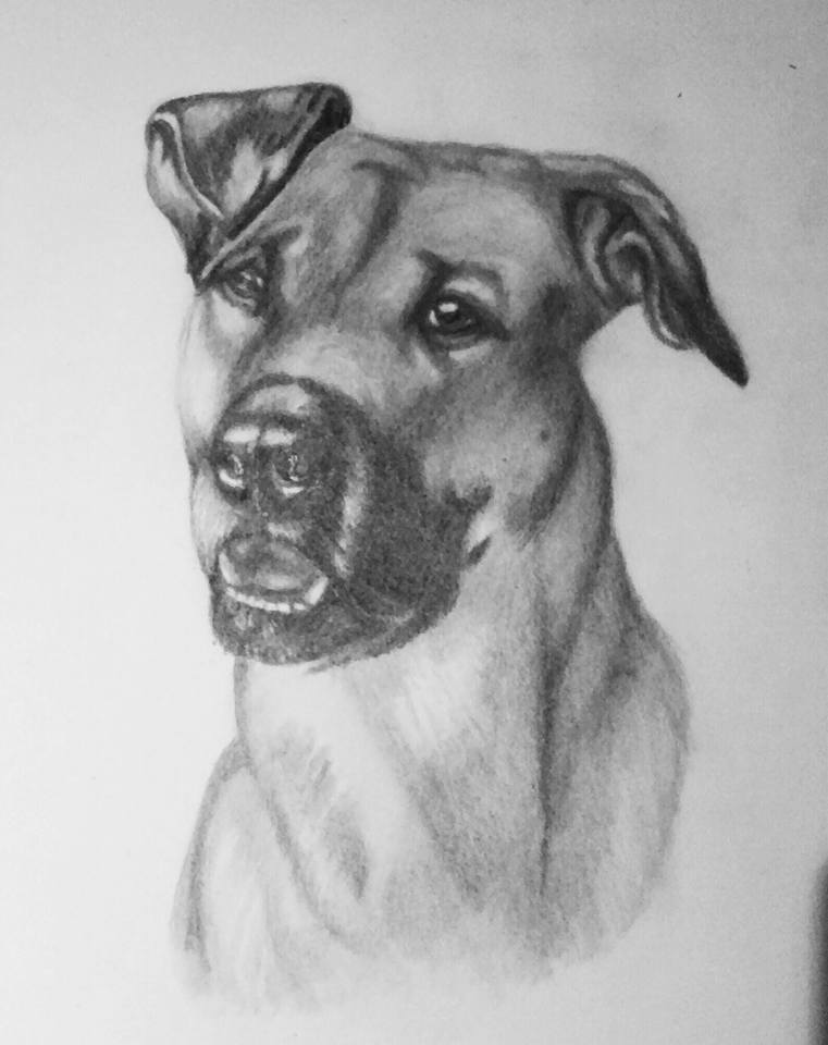 Pencil Dog Portrait 5