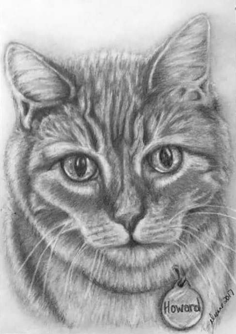  Pencil Cat Portrait 6