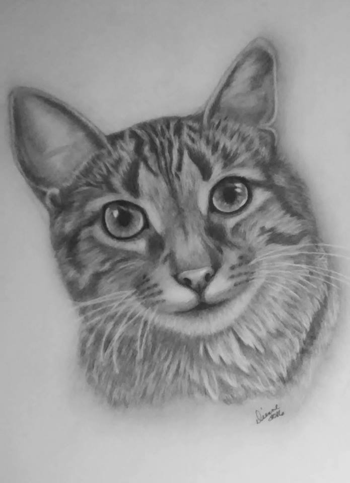lPencil Cat Portrait 1