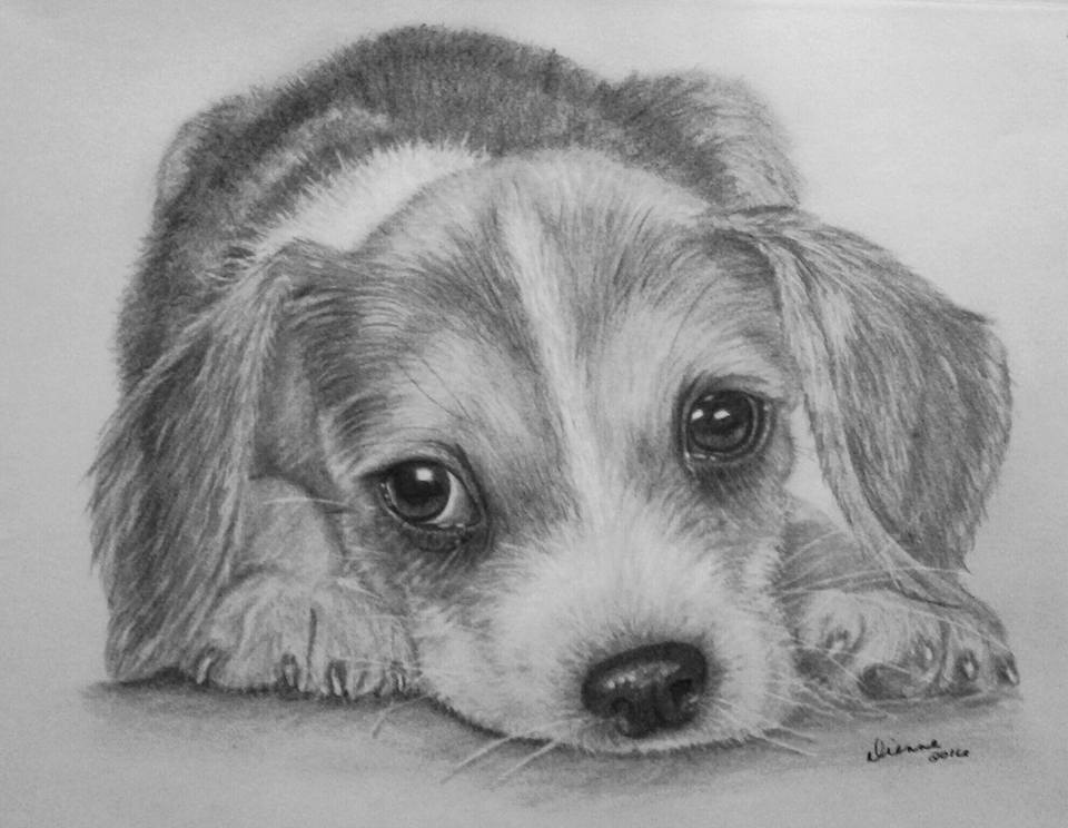 Pencil Puppy Portrait 1