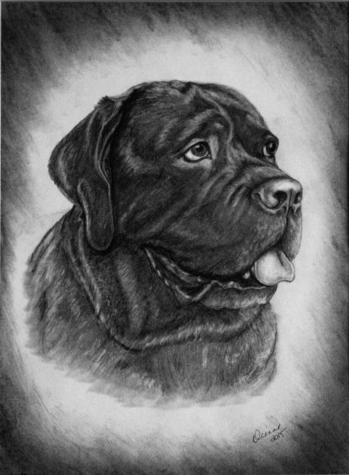 Pencil Dog Portrait 3