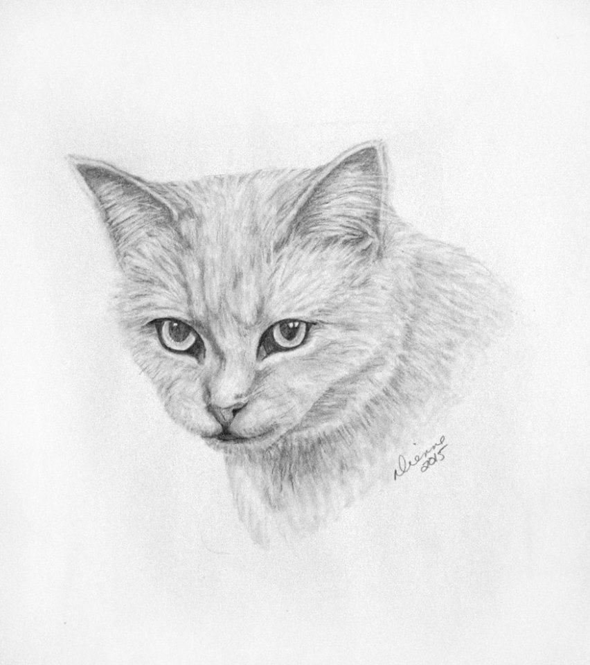 Pencil Cat Portrait 2