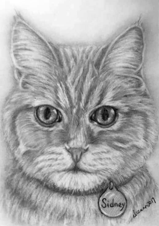  Pencil Cat Portrait 7