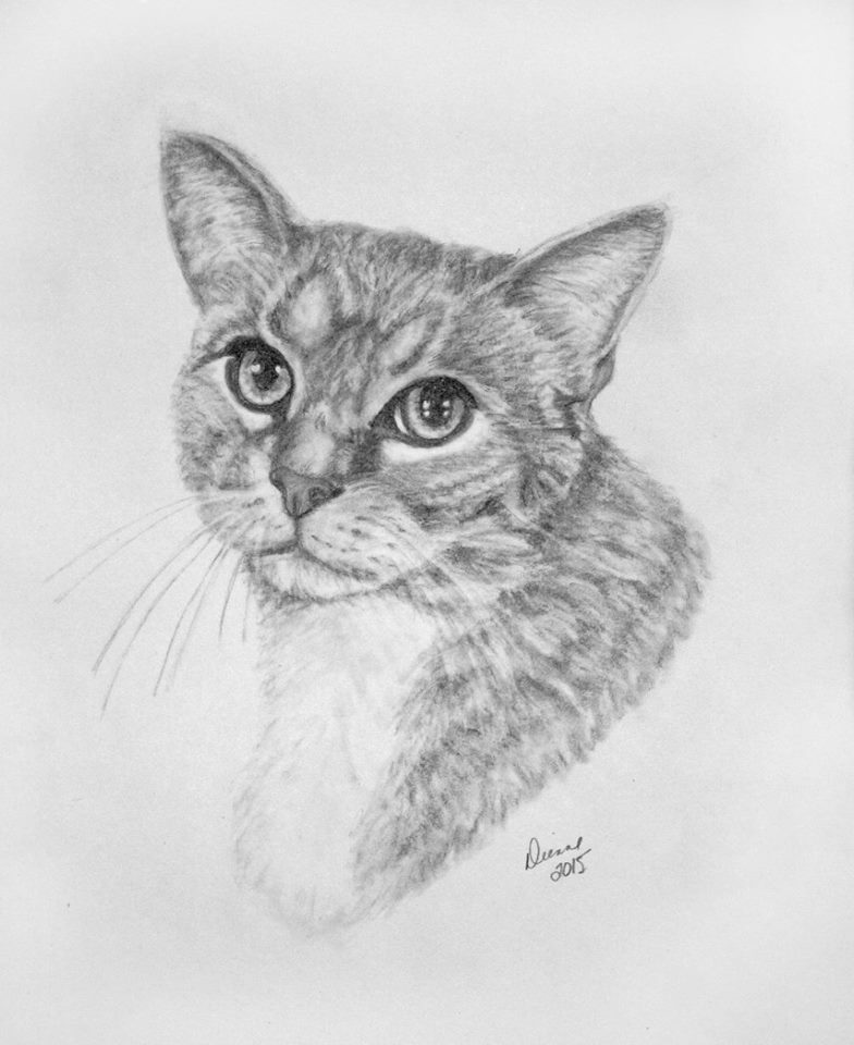 Pencil Cat Portrait 3