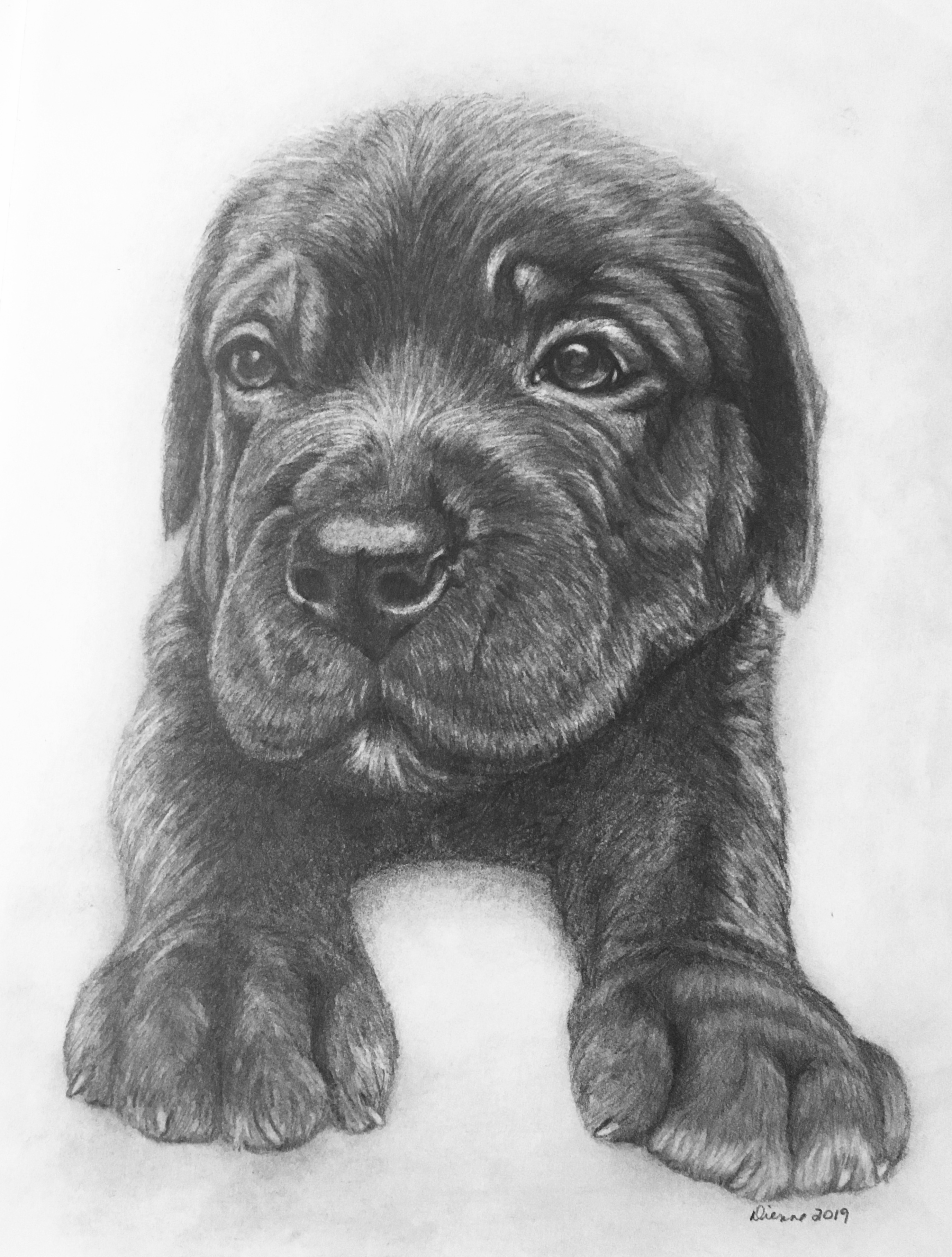 Pencil Portrait Puppy