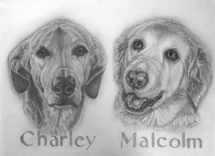 Pencil Portrait Dogs