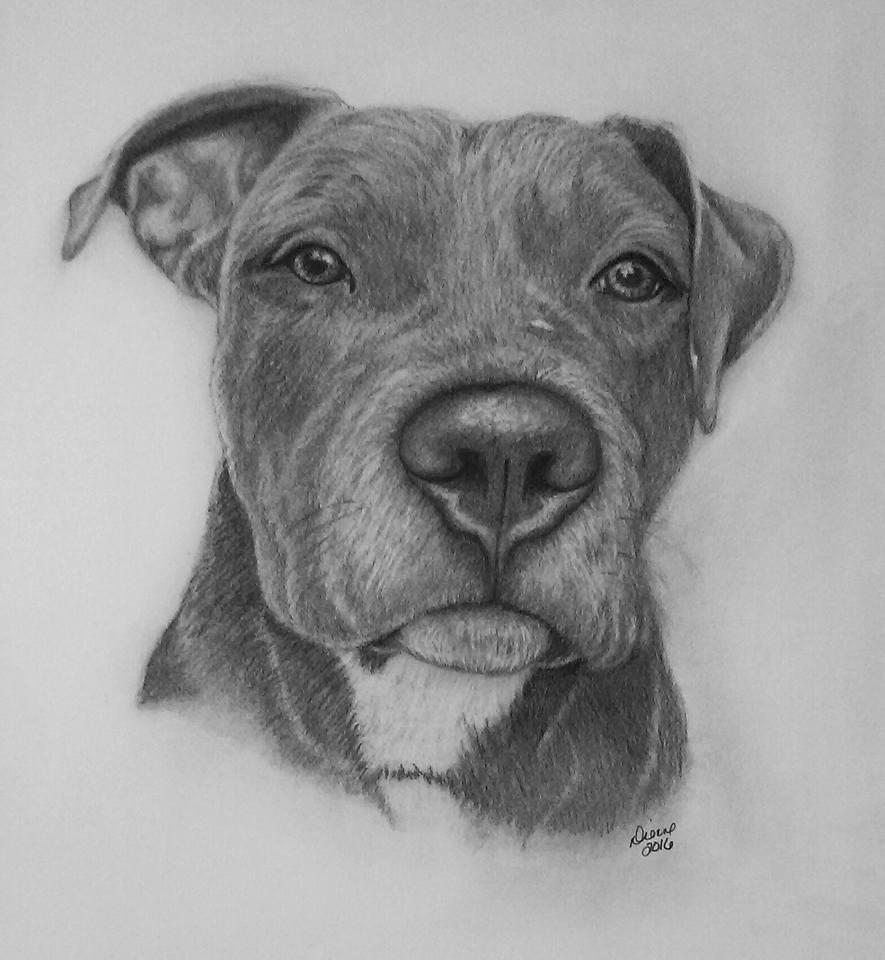Pitbull portrait in graphite pencil